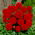 Dahlia - Arnhem