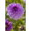 Dahlia - Blue Boy - large pack! - 10 pcs