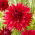 Dahlia - Creve Coeur