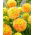 Dahlia - Deep Impact