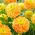 Dahlia - Deep Impact