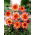 Dahlia - Floorinoor - pacote grande! - 10 pcs.