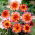 Dahlia - Floorinoor - pacote grande! - 10 pcs.