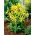 Dahlia - Honka - 