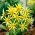 Dahlia - Honka - 