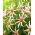 Dahlia - Honka Fragile - 