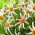 Dahlia - Honka Fragile - 