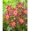 Dahlia - Honka Pink - grootverpakking! - 10 stuks - 
