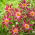 Dahlia - Honka Pink - grootverpakking! - 10 stuks - 