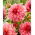 Dahlia - Islander - groot pak! - 10 stuks - 