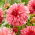 Dahlia - Islander - groot pak! - 10 stuks - 