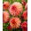Dahlia - Myrtle's Folly - 