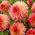 Dahlia - Myrtle's Folly - Großpackung! - 10 Stück