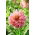 Dahlia - Penhill Watermelon - stor pakke! - 10 stk.
