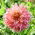 Dahlia - Penhill Watermelon - stor pakke! - 10 stk.