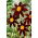 Dahlia - Honka Dark