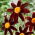 Dahlia - Honka Dark - groot pak! - 10 stuks - 