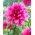 Dahlia - Emory Paul - large pack! - 10 pcs