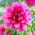 Dahlia - Emory Paul - large pack! - 10 pcs