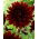 Dahlia - Rip City - large pack! - 10 pcs