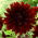 Dahlia - Rip City