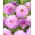 Dahlia - Blue Wish - ¡paquete grande! - 10 piezas