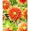 Dahlia - Autumn Sunburst
