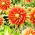 Dahlia - Autumn Sunburst - groot pak! - 10 stuks - 