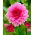 Dahlia - Rosella - 