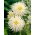 Dahlia - My Love - stor pakke! - 10 stk.