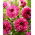Dahlia - Gabriella - ¡paquete grande! - 10 piezas