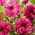 Dahlia - Gabriella - ¡paquete grande! - 10 piezas