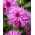 Dahlia - Striped Ambition - grootverpakking! - 10 stuks - 