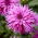 Dahlia - Striped Ambition - grootverpakking! - 10 stuks - 