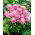 Dahlia - Park Princess - groot pak! - 10 stuks - 