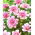 Dahlia - Pink Perception - large pack! - 10 pcs