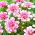 Dahlia - Pink Perception - Großpackung! - 10 Stück