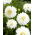 Dahlia - Fleurel - stor pakke! - 10 stk.