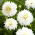 Dahlia - Fleurel - stor pakke! - 10 stk.