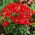 Dahlia - Topmix Reddy