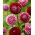 Dahlia - Chick a Dee US