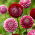 Dahlia - Chick a Dee USA