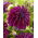 Dahlia - Thomas A. Edison - stor pakke! - 10 stk.