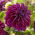 Dahlia - Thomas A. Edison - stor pakke! - 10 stk.