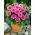 Dahlia - Bluesette - groot pak! - 10 stuks - 