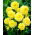 Dahlia - Glorie van Heemstede - 