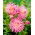 Dahlia - Star's Favourite - large pack! - 10 pcs