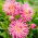 Dahlia - Star's Favourite - large pack! - 10 pcs