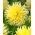 Dahlia - Yellow Star - grand pack ! - 10 pieces