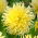 Dahlia - Yellow Star - grand pack ! - 10 pieces